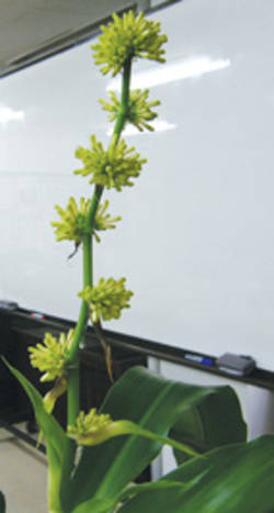 사암회관에 행운목 꽃피다