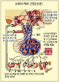 최신온열요법(8)-신체 차면 교감신경 항진 질병 발생