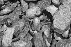 최신 온열요법(28)-서암뜸 혈액 따뜻하게 하는데 좋아