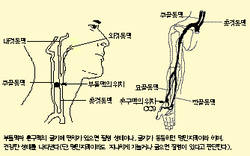 최신온열요법(37)-서금요법 대뇌혈류량 조절 우수