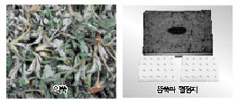 최신온열요법(41)-'뜸쑥'온열자극 효과 우수