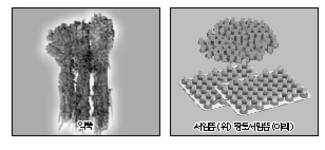 최신온열요법(45)-지리산 근방 내륙지방 쑥 우수