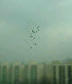 행운의 꽃 우담바라 만개…제일병원에 길조