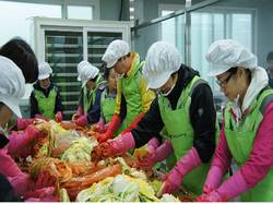 심평원, 배추 수확 및 김장담그기 봉사활동 펼쳐