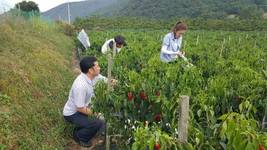 축산물인증원 농촌 일손돕기 봉사활동