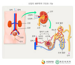 腎기능 50% 떨어져도 증상없는 ‘침묵의 병'