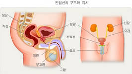 배뇨장애·요도통증 유발하는 남자만 아는 고통