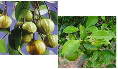 좌측부터 가르시니아 캄보지아, 서양광귤(Citrus aurantium),