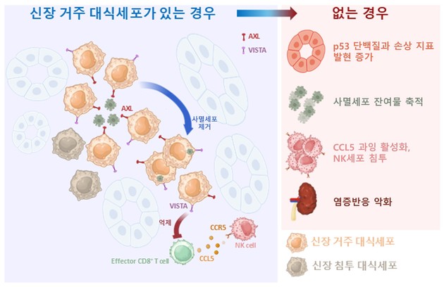 '신장 거주 대식세포', 약물 신장 손상 반응 결정한다