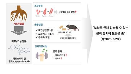 지초 추출물, 노인 근력 유지에 도움 - 뉴스 썸네일 이미지