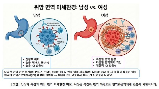 위암 면역항암제 효과도 '성별 차이' 뚜렷… 남성 생존율 개선 확인