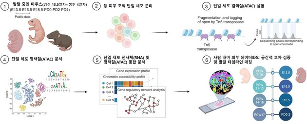 탈모·흉터 없는 피부 재생 단서, 태아 피부에서 확인